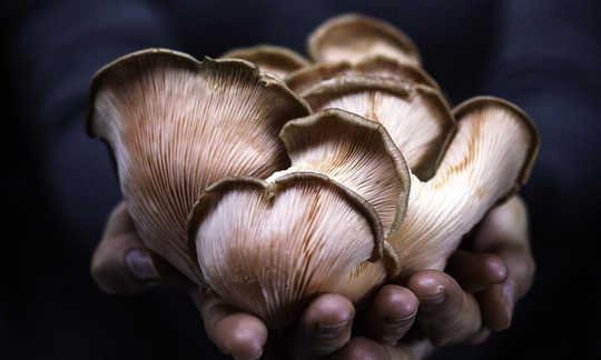 Mushrooms: “Nature’s Greatest Decomposers”