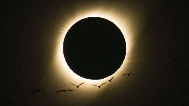 Birds During a Total Solar Eclipse