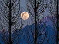 full moon between the trees